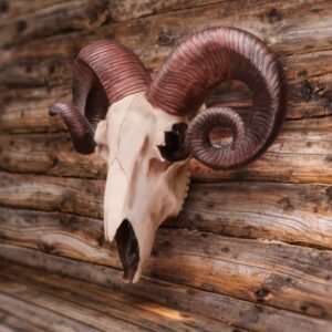 Rams Skull Medium 33cm