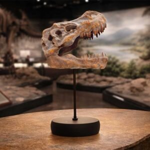 Tyrannosaurus Rex Skull on Plinth